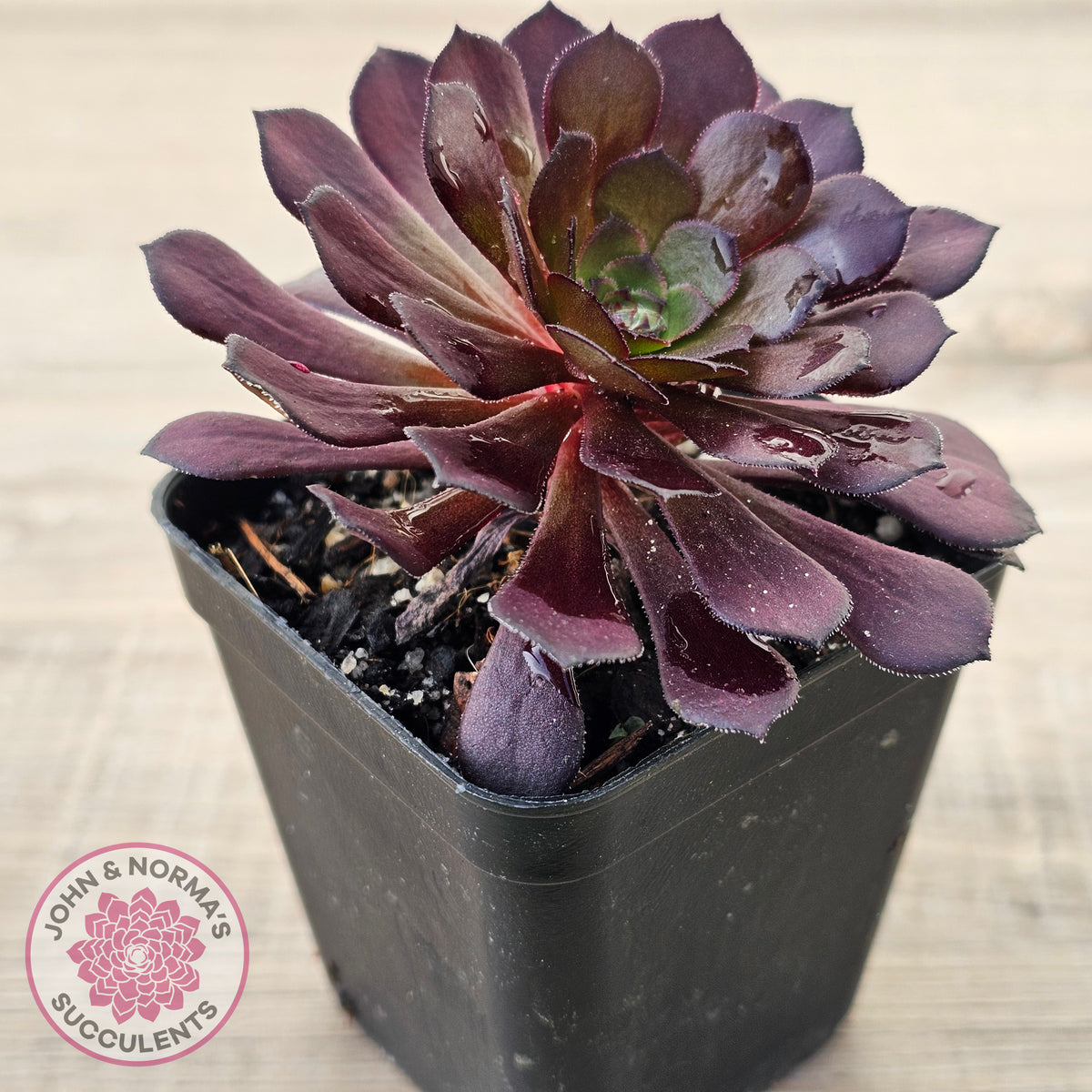 Aeonium 'Short Black'