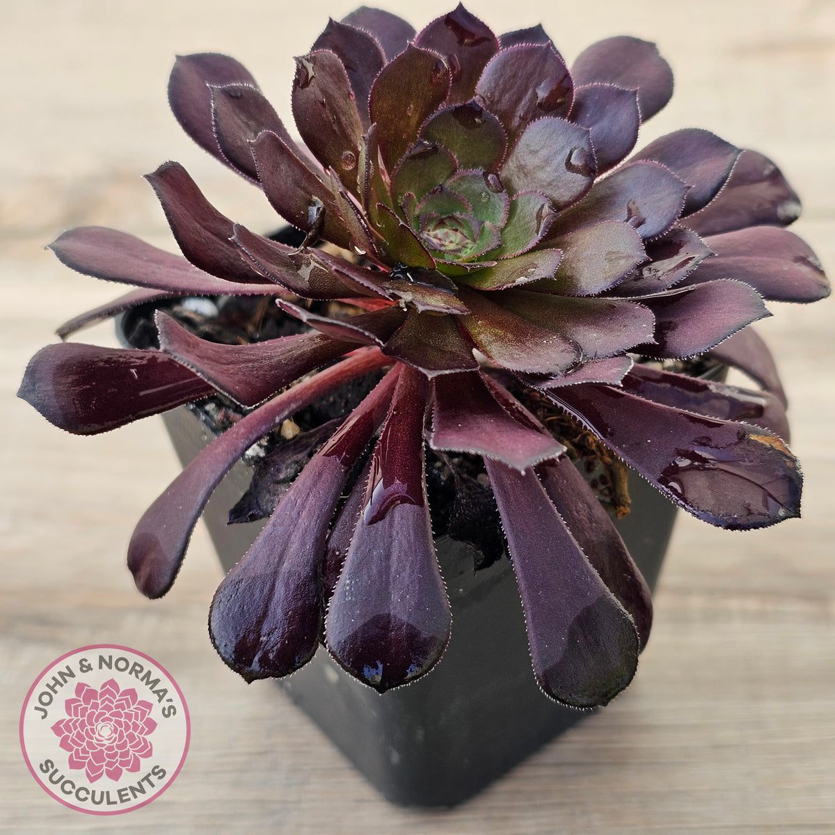 Aeonium 'Short Black'