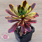 Aeonium 'Superbang' aka 'Oujiali' Variegated