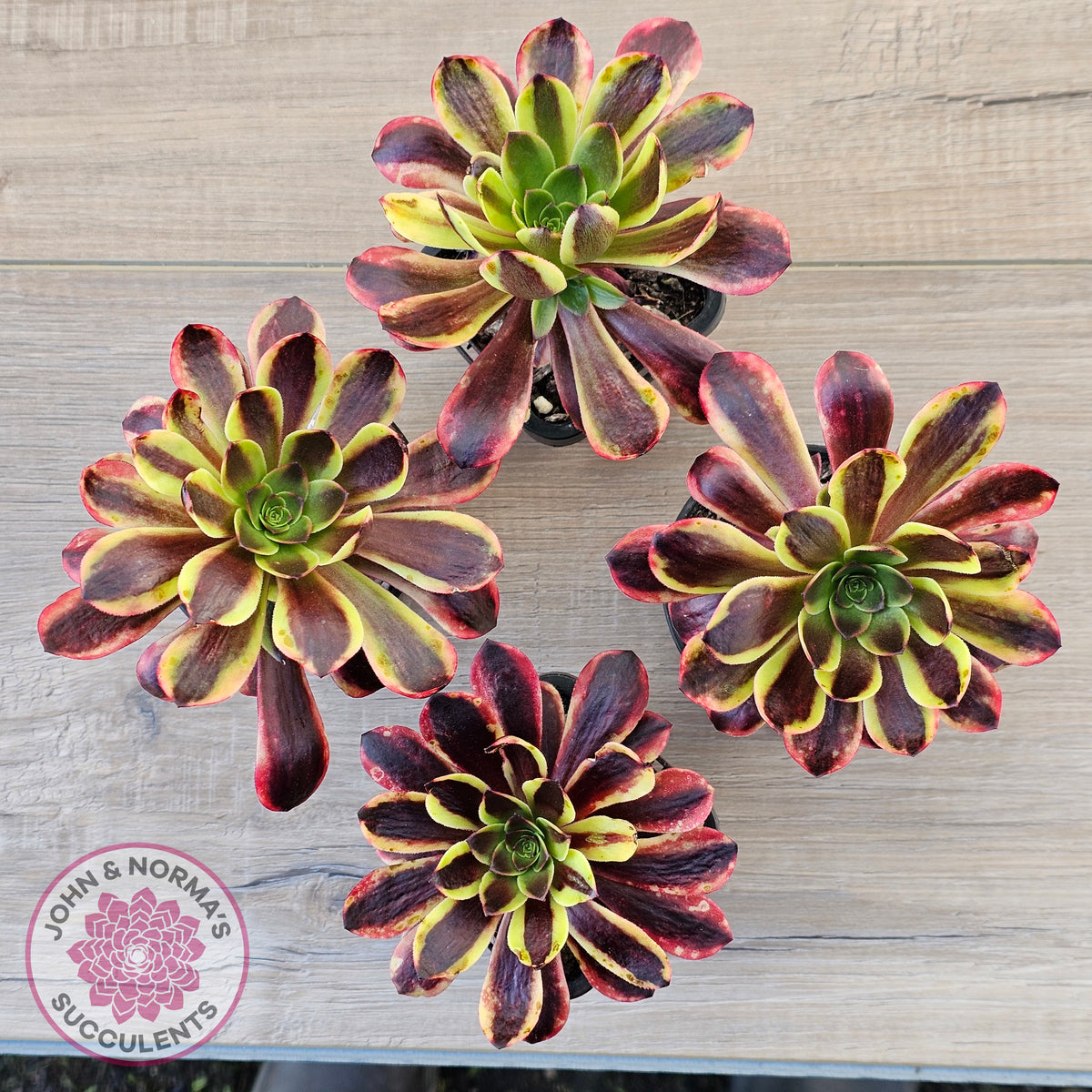 Aeonium 'Superbang' aka 'Oujiali' Variegated