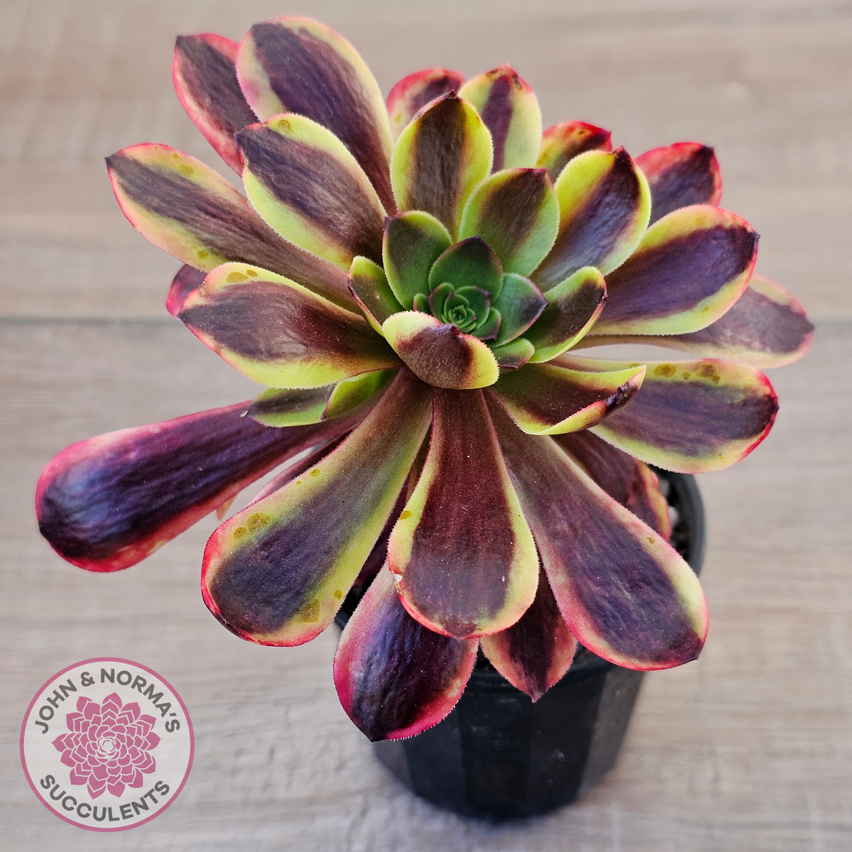 Aeonium 'Superbang' aka 'Oujiali' Variegated