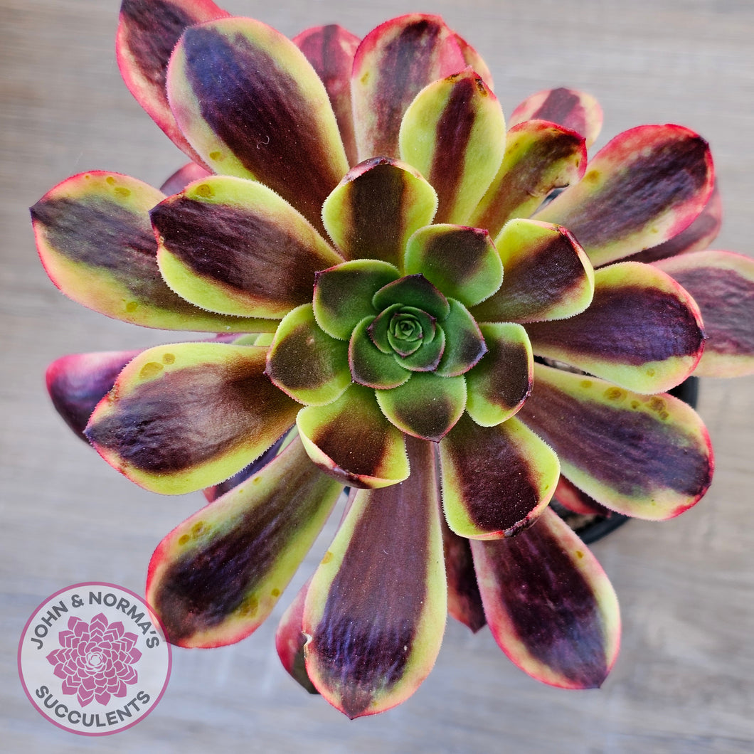 Aeonium 'Superbang' aka 'Oujiali' Variegated