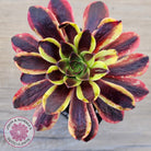 Aeonium 'Superbang' aka 'Oujiali' Variegated
