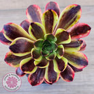 Aeonium 'Superbang' aka 'Oujiali' Variegated
