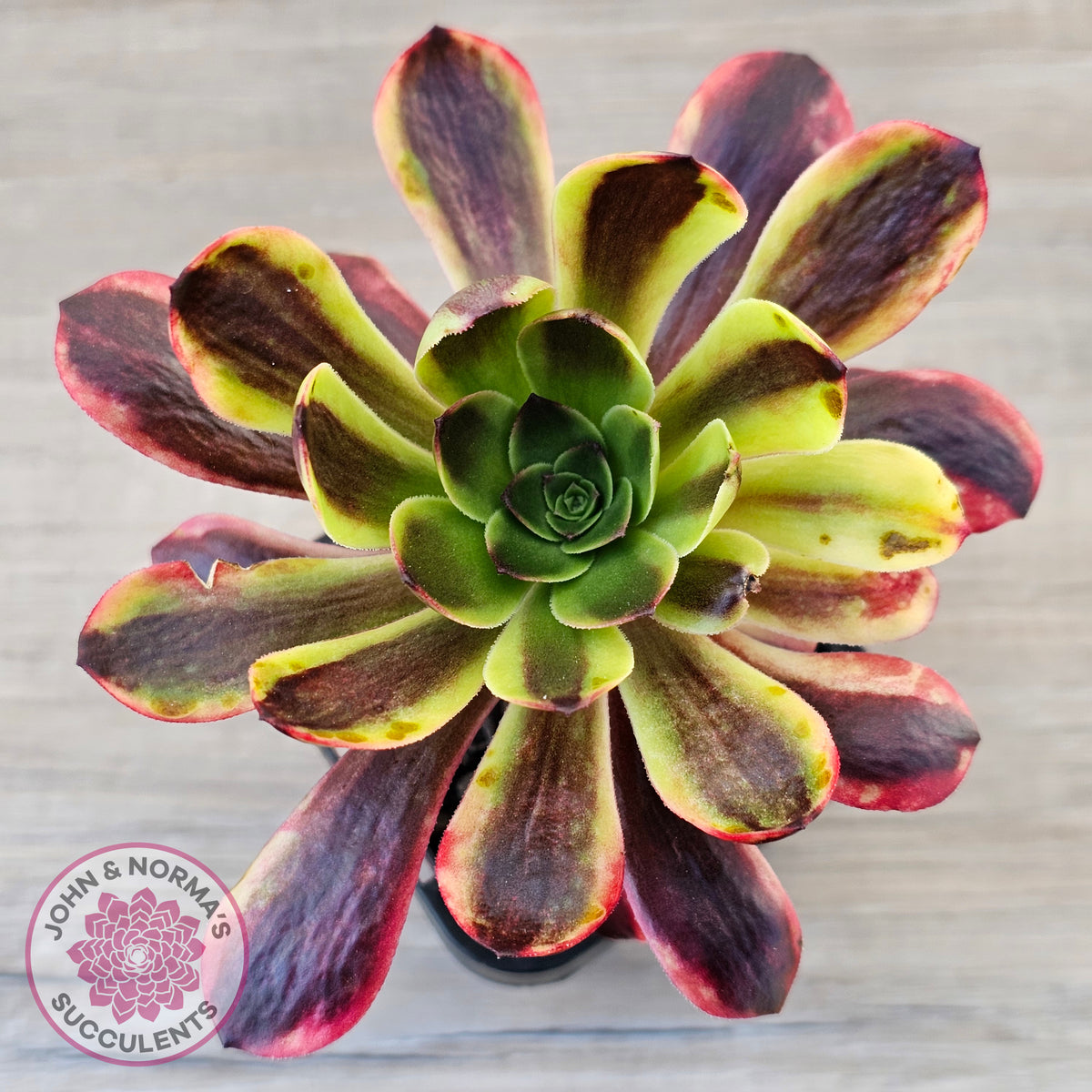 Aeonium 'Superbang' aka 'Oujiali' Variegated