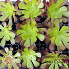 Aeonium Velour Cutting/s