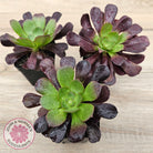 Aeonium 'Velour'