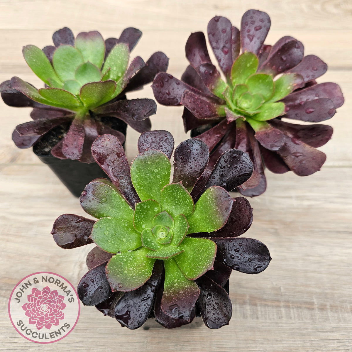 Aeonium 'Velour'