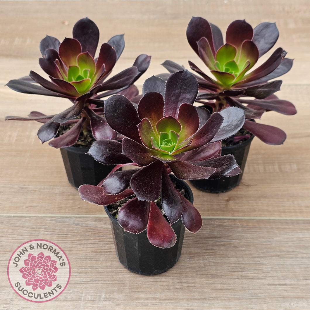 Aeonium 'Velour'