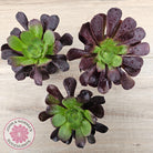 Aeonium 'Velour'