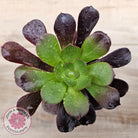 Aeonium 'Velour'