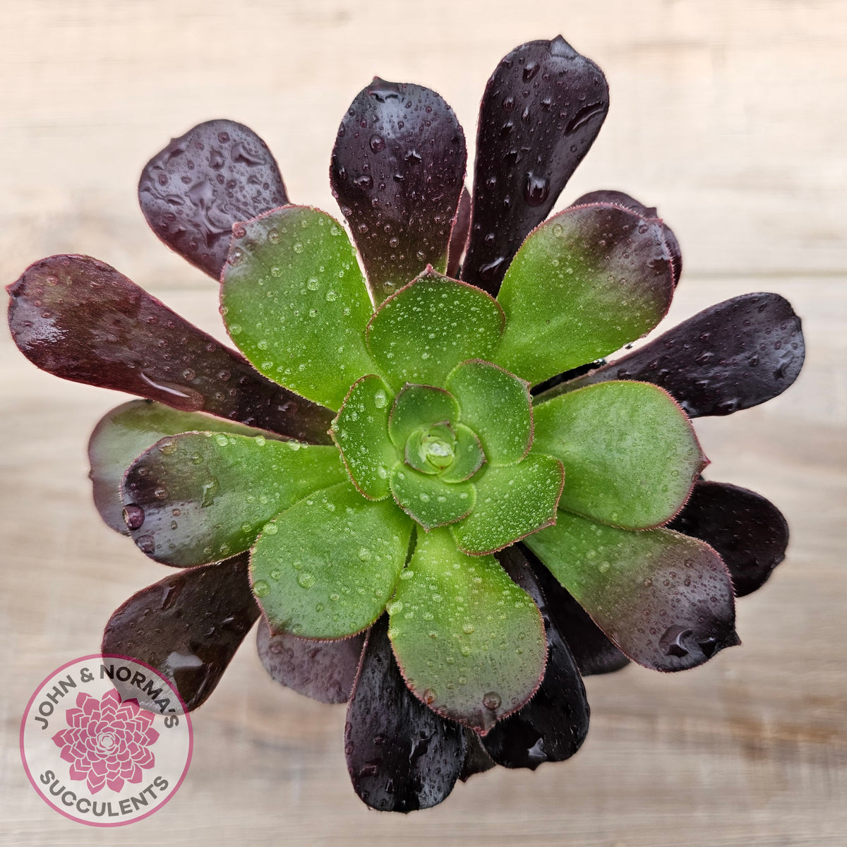 Aeonium 'Velour'