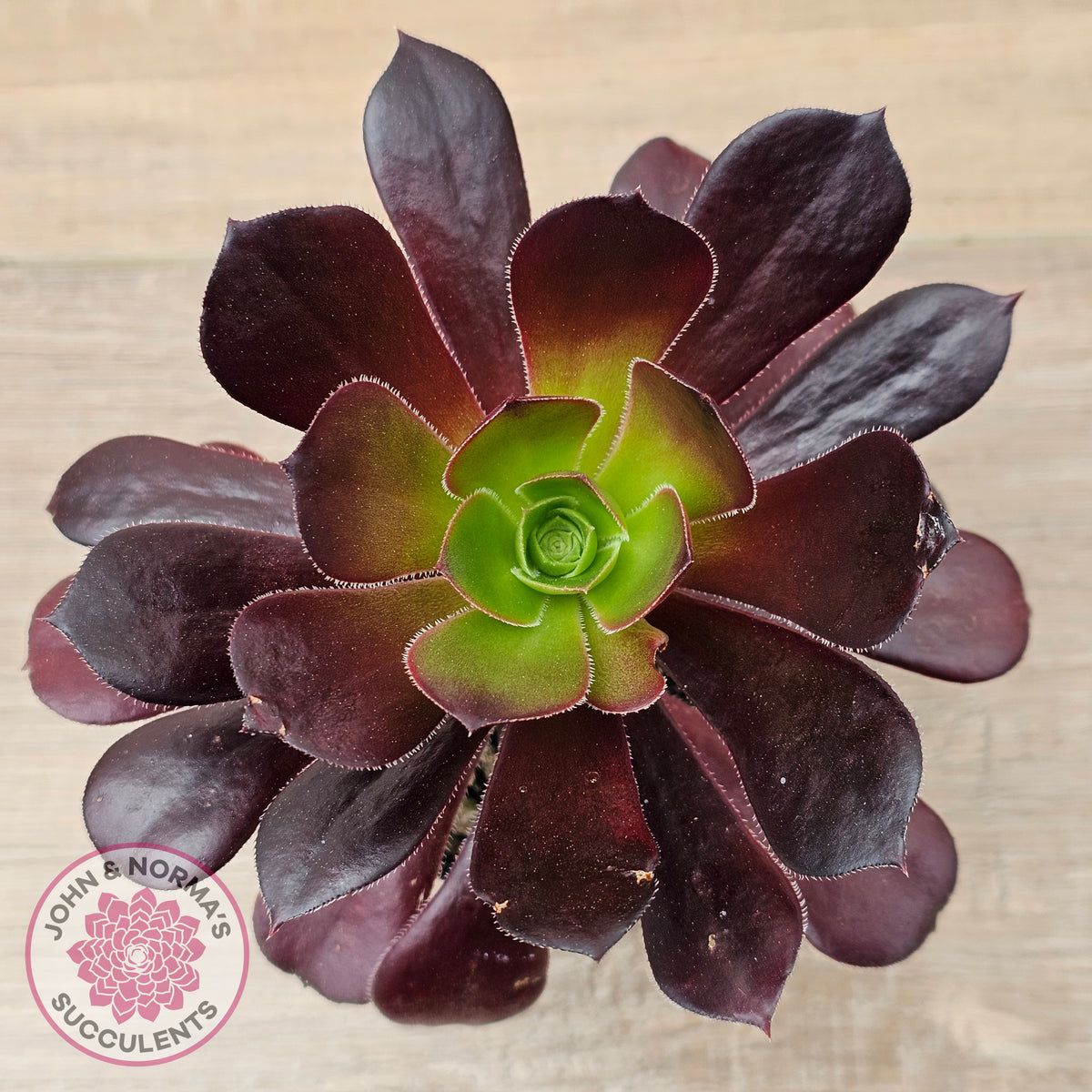 Aeonium 'Velour'