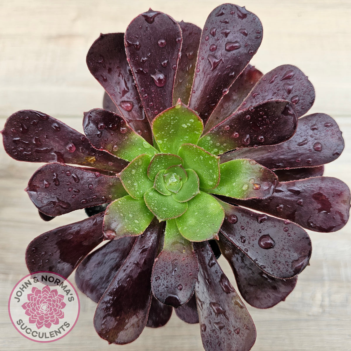Aeonium 'Velour'