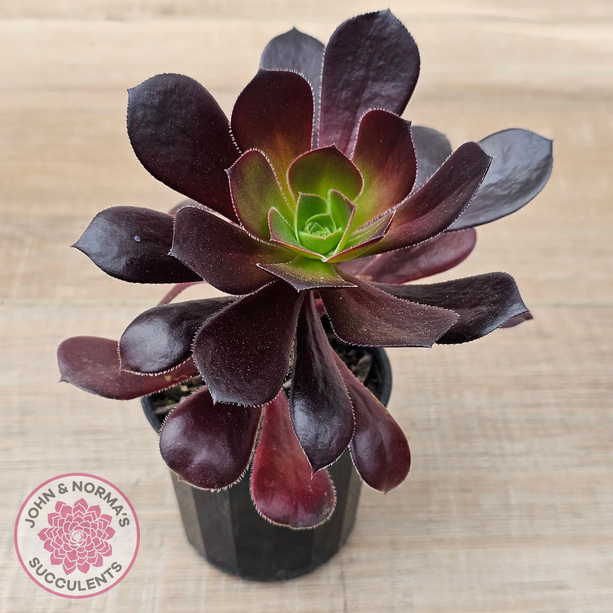 Aeonium 'Velour'