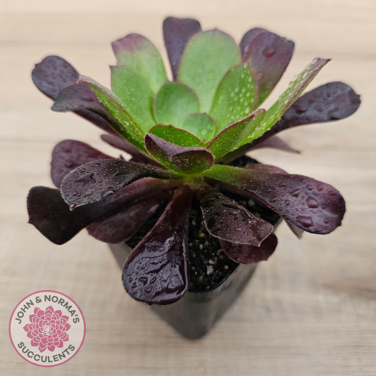 Aeonium 'Velour'