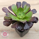 Aeonium 'Velour'