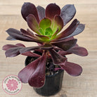 Aeonium 'Velour'