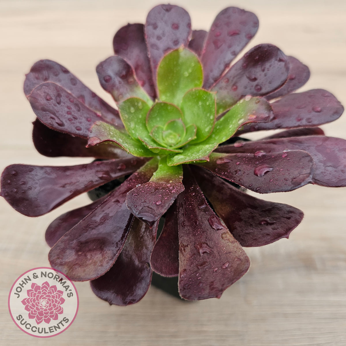 Aeonium 'Velour'