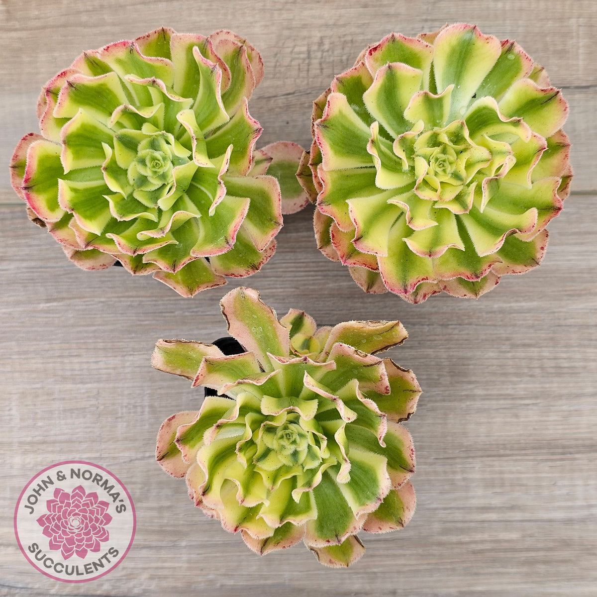 Aeonium 'White Phoenix'