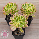 Aeonium 'White Phoenix'