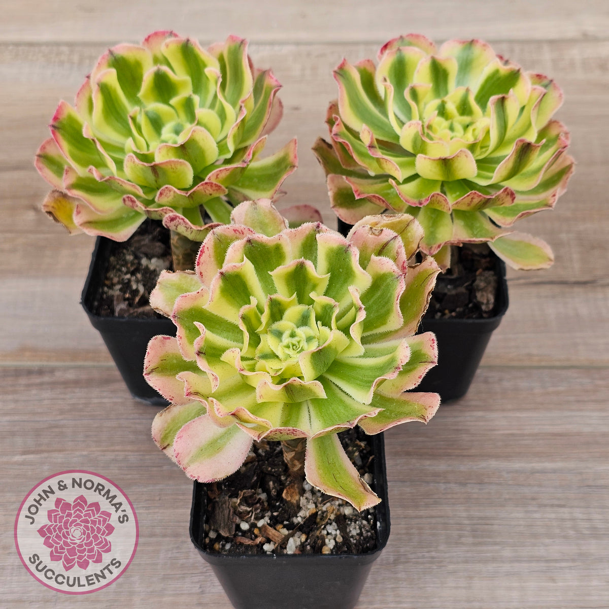 Aeonium 'White Phoenix'