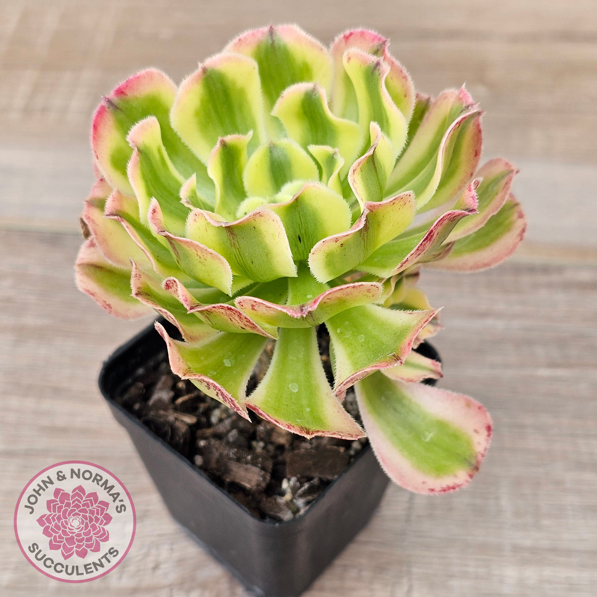 Aeonium 'White Phoenix'