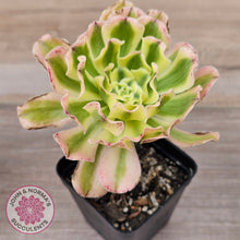 Load image into Gallery viewer, Aeonium &#39;White Phoenix&#39;
