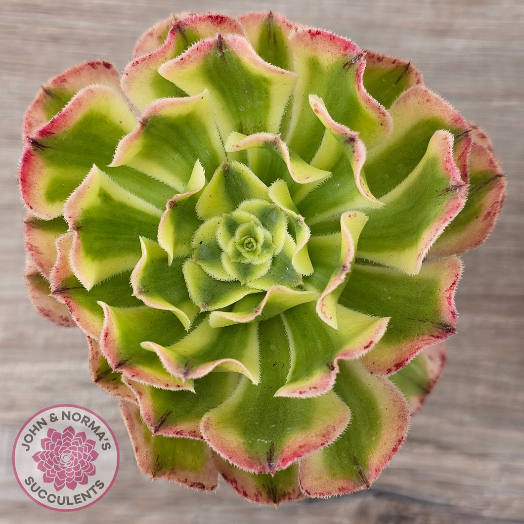 Aeonium 'White Phoenix'