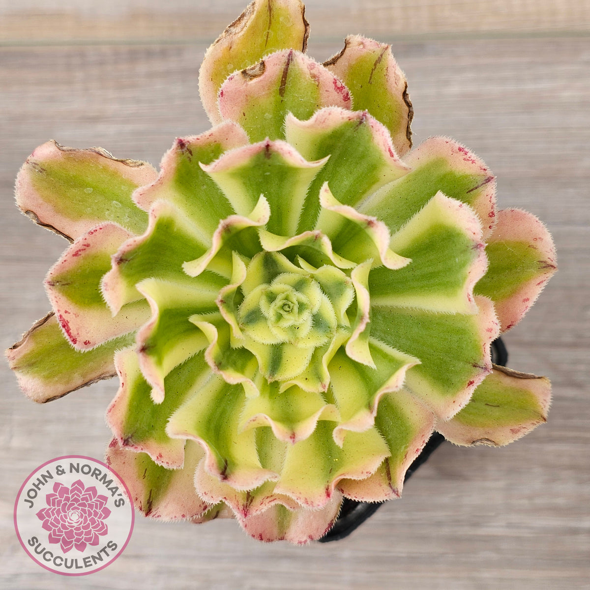 Aeonium 'White Phoenix'