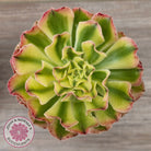 Aeonium 'White Phoenix'
