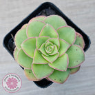 Aeonium x anagense aka 'Pancakes'