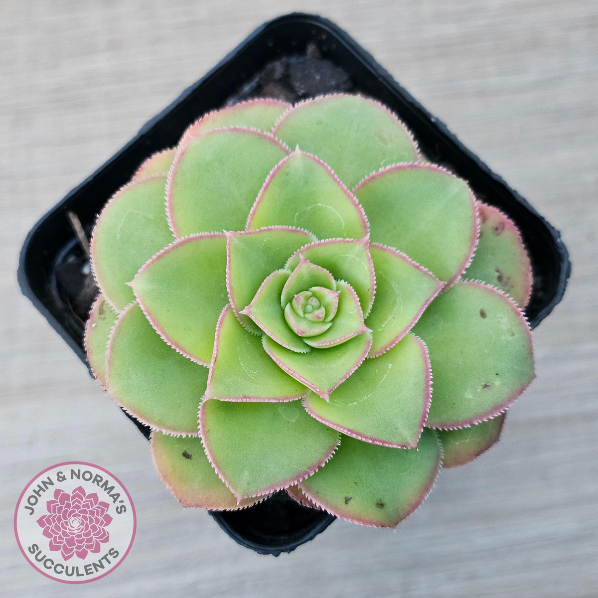Aeonium x anagense aka 'Pancakes'