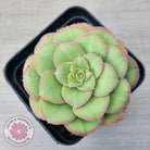 Aeonium x anagense aka 'Pancakes'