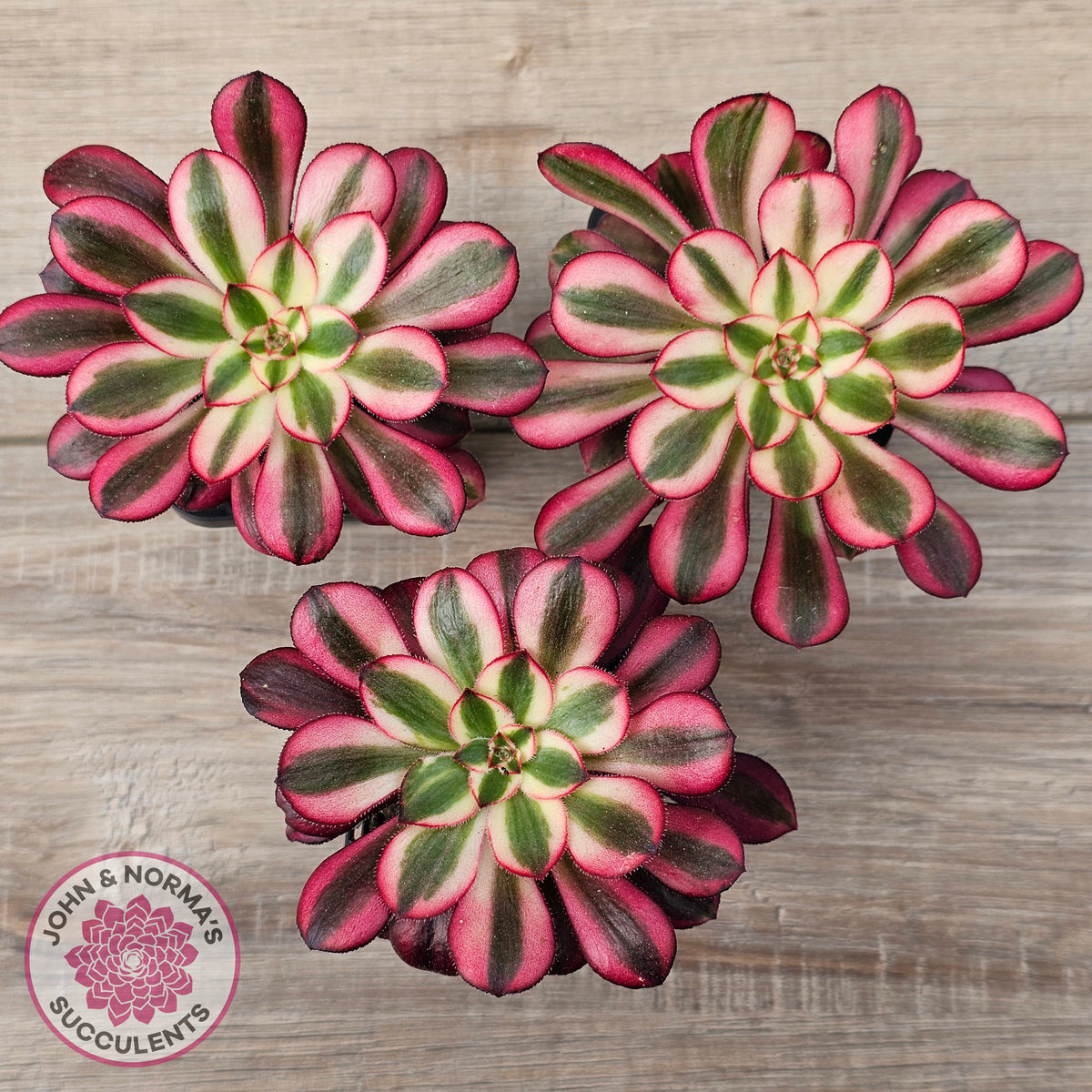 Aeonium arboreum 'Chanel'