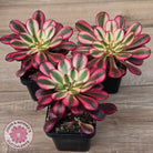 Aeonium arboreum 'Chanel'