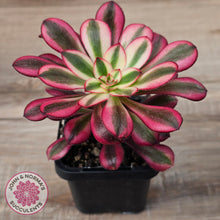 Load image into Gallery viewer, Aeonium arboreum &#39;Chanel&#39;
