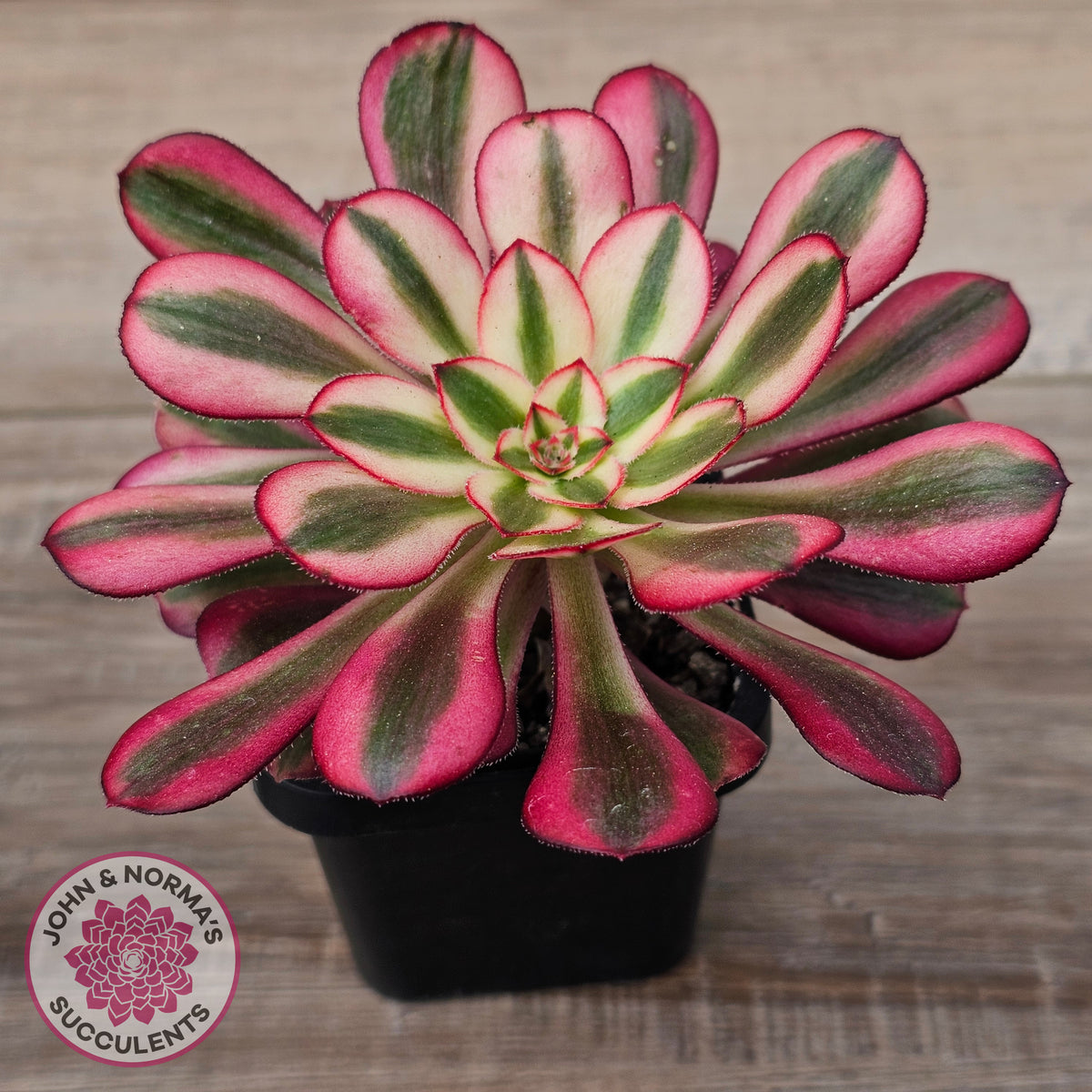 Aeonium arboreum 'Chanel'
