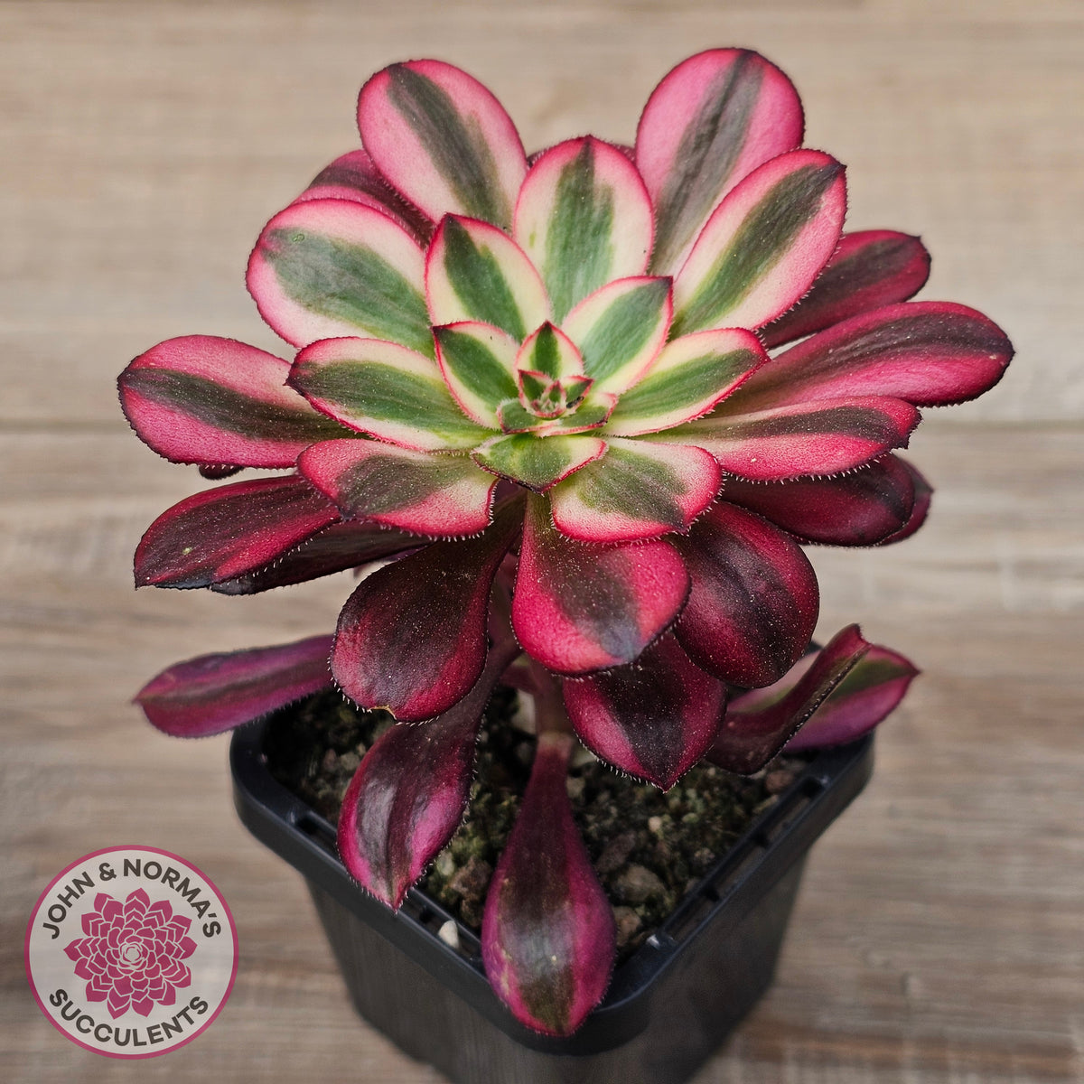 Aeonium arboreum 'Chanel'