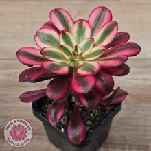 Load image into Gallery viewer, Aeonium arboreum &#39;Chanel&#39;
