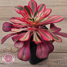 Aeonium arboreum 'Chanel'