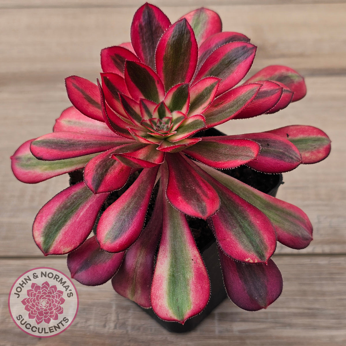 Aeonium arboreum 'Chanel'