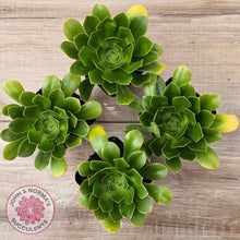 Load image into Gallery viewer, Aeonium arboreum &#39;Green Rose&#39;
