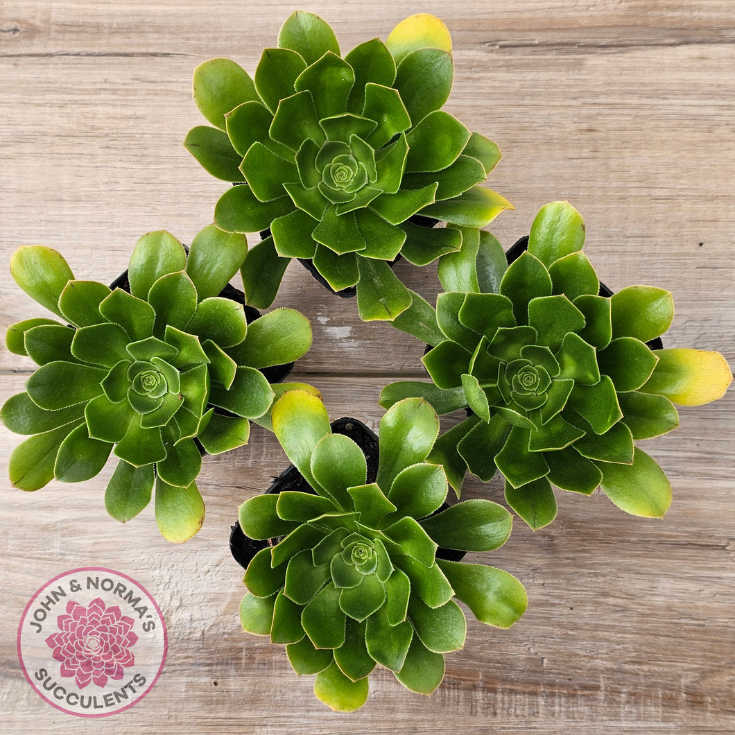 Aeonium arboreum 'Green Rose'