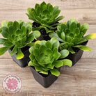 Aeonium arboreum 'Green Rose'