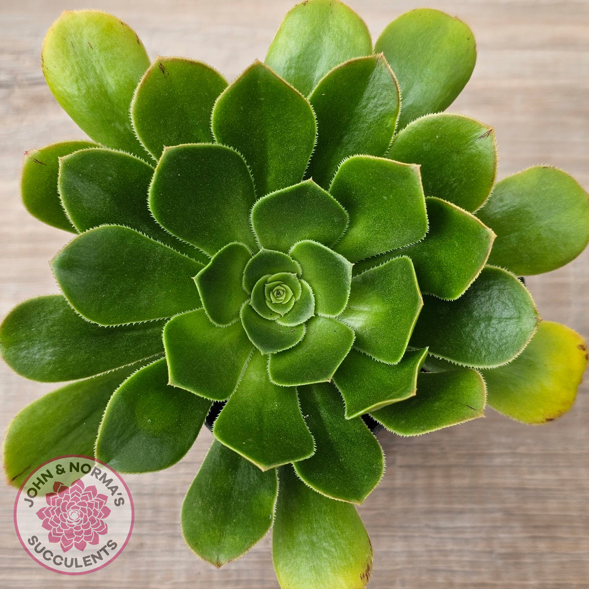 Aeonium arboreum 'Green Rose'