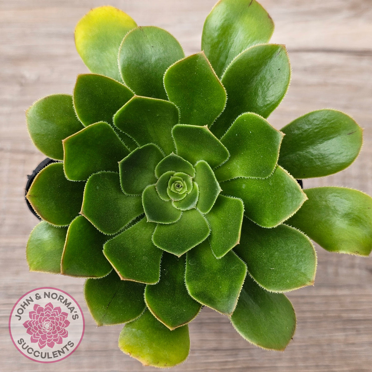 Aeonium arboreum 'Green Rose'