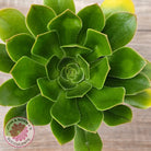 Aeonium arboreum 'Green Rose'