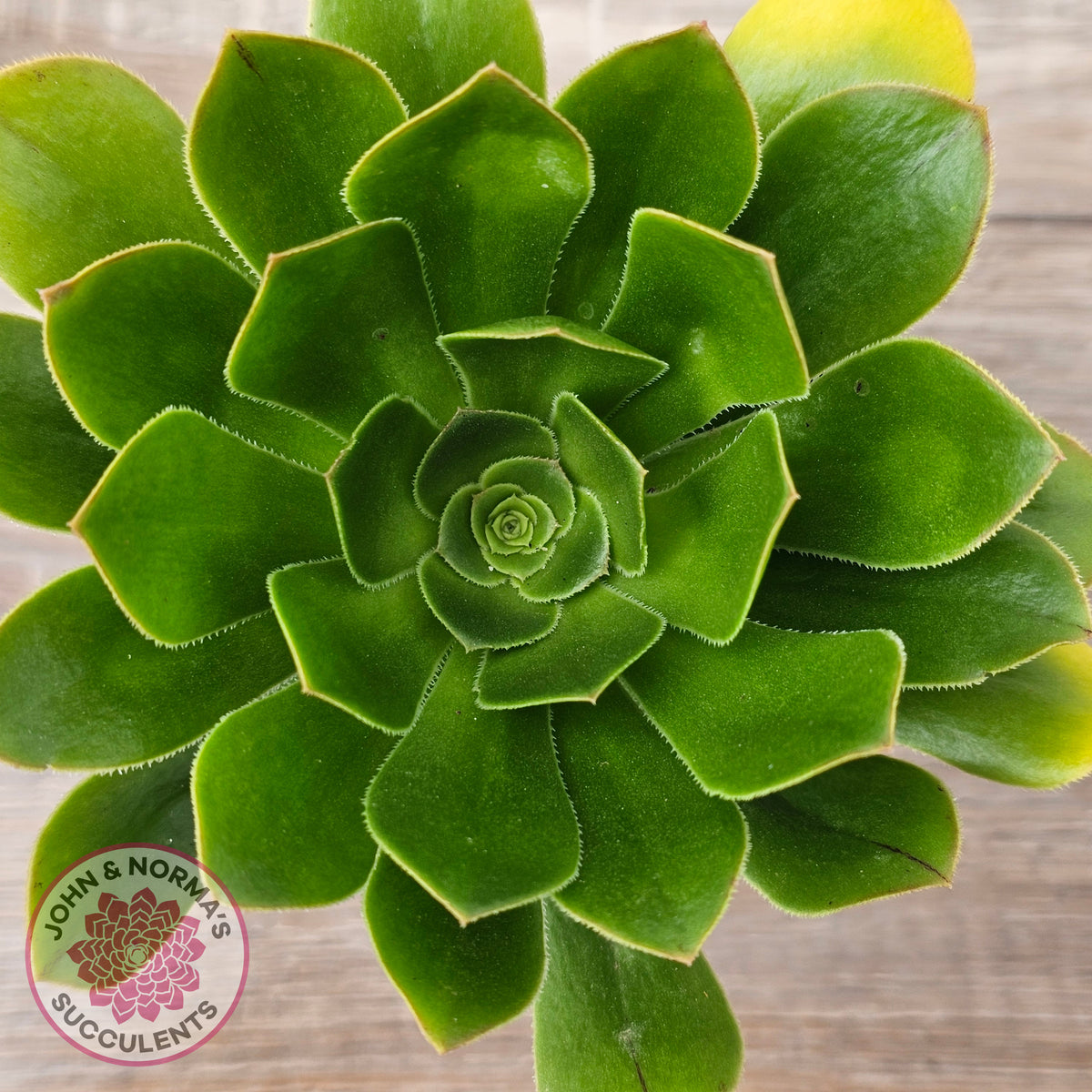 Aeonium arboreum 'Green Rose'