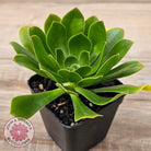 Aeonium arboreum 'Green Rose'